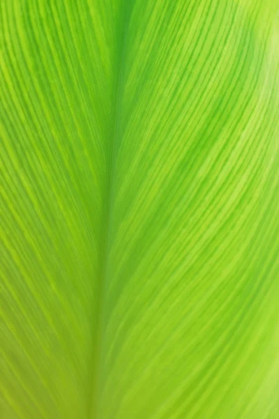 Textura de folha verde fundo, vertical — Fotografia de Stock