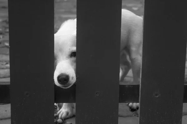 Одинокая собака должна выходить на улицу в черно-белом тоне — стоковое фото