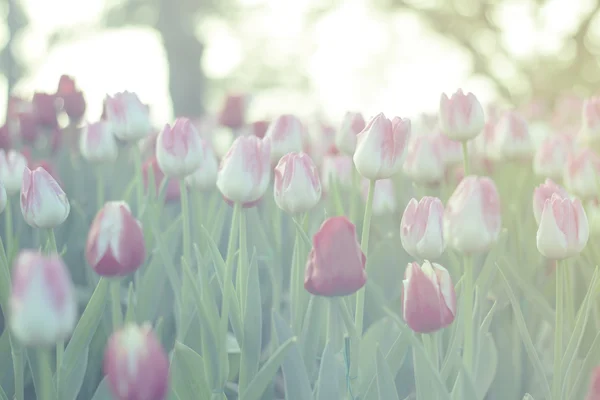 Rött och rosa tulpaner blommar i vårträdgård med solen flare bakgrund, morgon solljus, grön tonas — Stockfoto