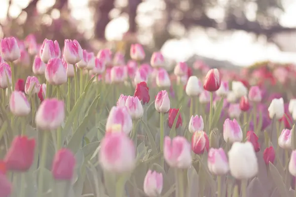 Röda och rosa tulpaner blommar i vårträdgård med solen flare bakgrund, morgon solljus, rosa tonad — Stockfoto