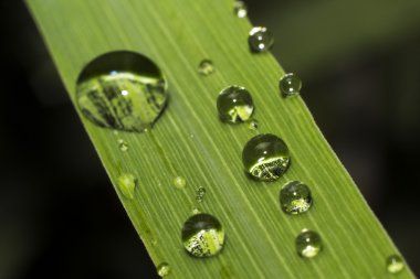çiğ damlası kadar bulanık odak kapatın