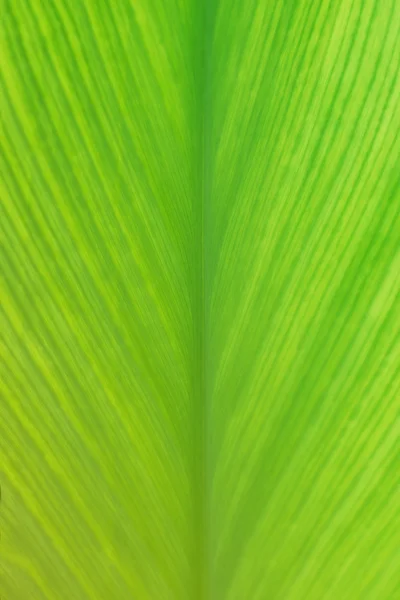 Fondo de textura de hoja verde brillante, vertical — Foto de Stock