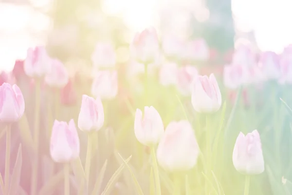 Suddig vackra tulpaner blommar i vårträdgård med suddig bakgrund — Stockfoto