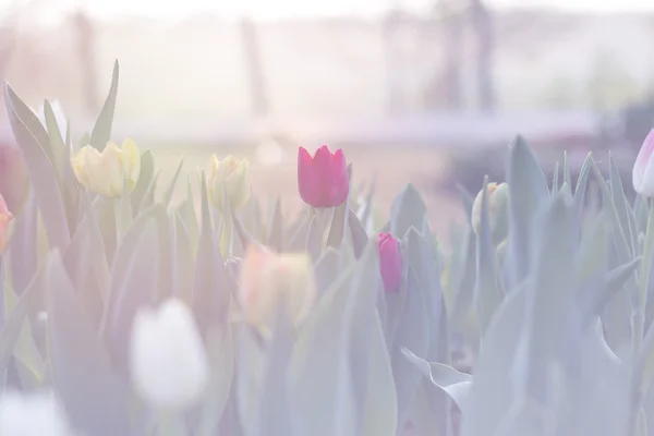 Suddig vackra tulpaner blommar i vårträdgård med suddig bakgrund — Stockfoto