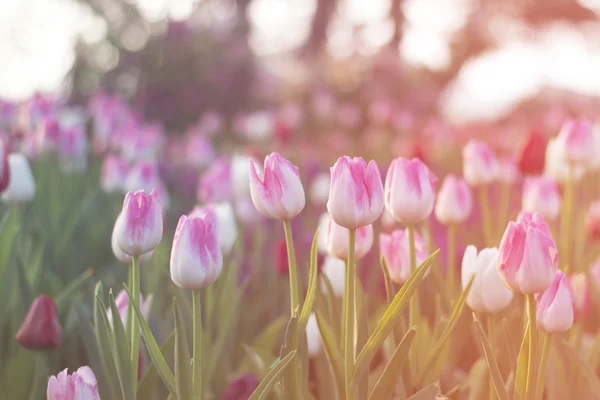 Suddig vackra tulpaner blommar i vårträdgård med suddig bakgrund — Stockfoto