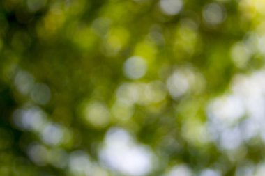 yaprak yeşil ve bulanık, güneş ışığı doğa arka plan