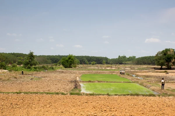 Agricultor se prepara para plantar arroz no campo — Fotografia de Stock