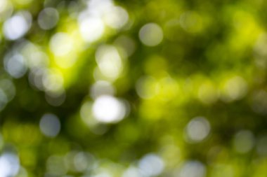 yaprak yeşil ve bulanık, güneş ışığı doğa arka plan