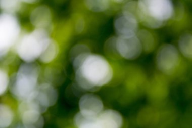 yaprak yeşil ve bulanık, güneş ışığı doğa arka plan