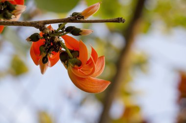 Turuncu piç Teak ormanda, sembol çiçek Udon thani