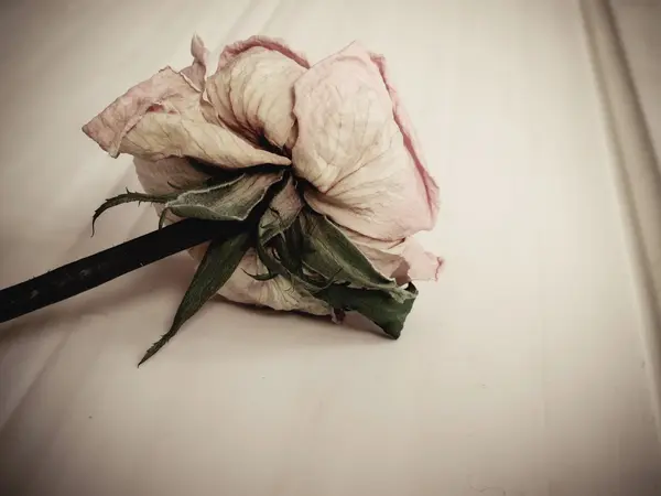 Dried pink rose (vintage effect) — Stock Photo, Image