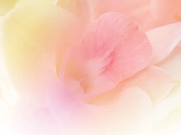 renkli çiçek arka plan