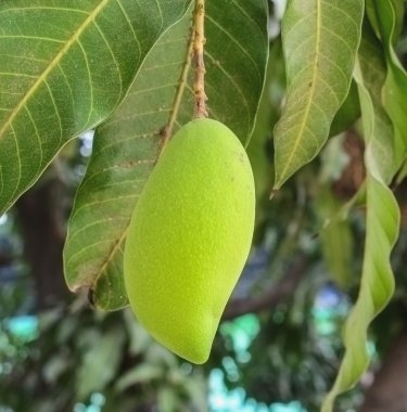 Mango ağacı üzerinde