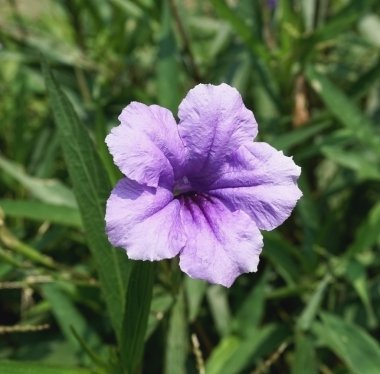 Menekşe çiçek açan çiçek