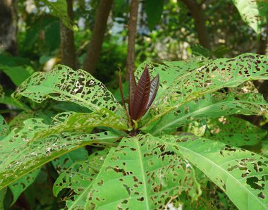 delikli yeşil yaprakları