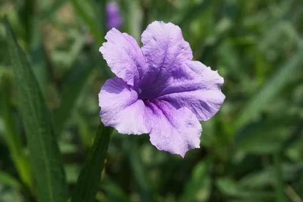 Flor violeta —  Fotos de Stock