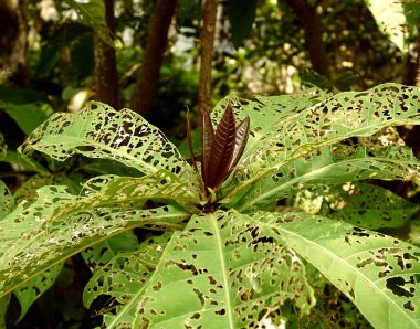delikli yeşil yaprakları