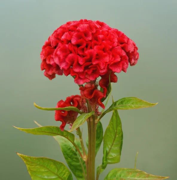 Kırmızı cockscomb çiçek