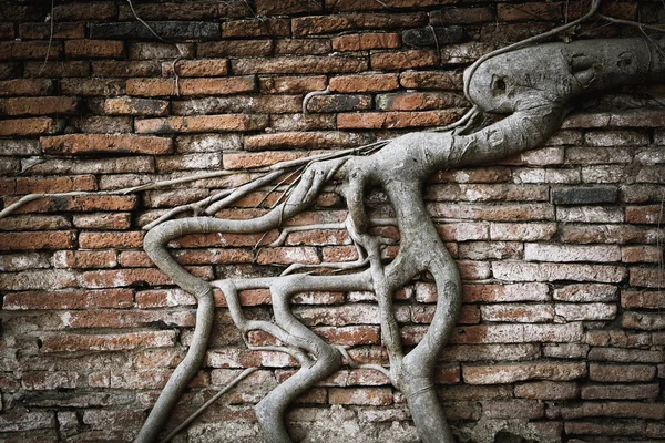 Ağaç kök duvarında