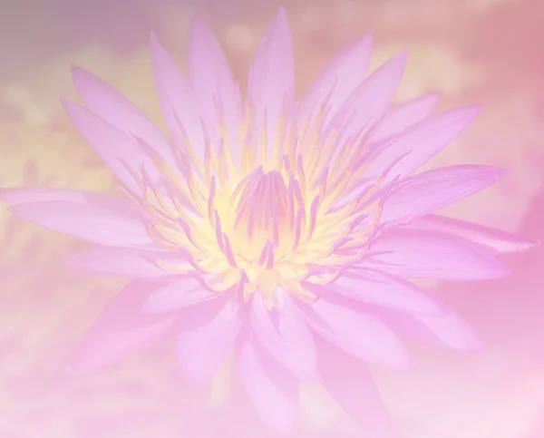 Blume Lotus Hintergrund — Stockfoto