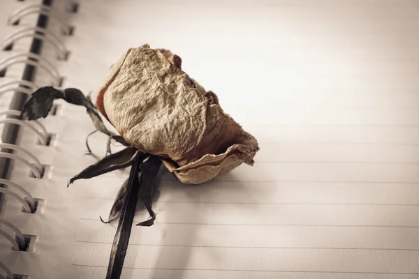 Kurutulmuş gül (vintage etkisi)