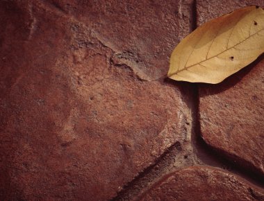 Zeminde kurutulmuş yaprak