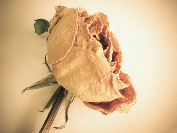 Dried rose (vintage effect) — Stock Photo, Image