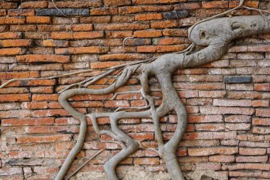 Ağaç kök duvarında