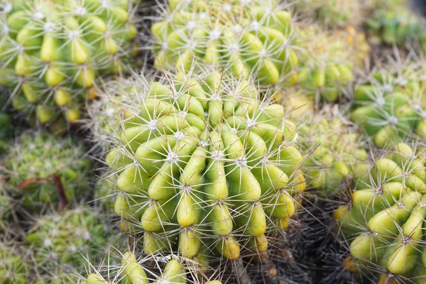 Grupo de cactos — Fotografia de Stock