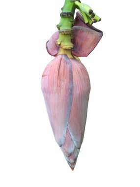 Muz bud muz ağacı üzerinde