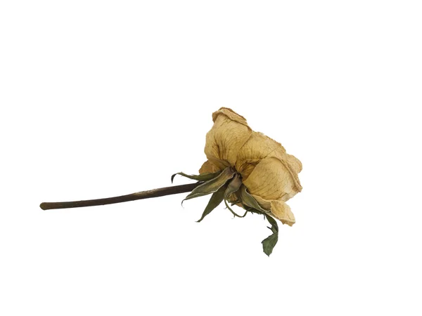 Αποξηραμένα ροδαλό λουλούδι — Φωτογραφία Αρχείου