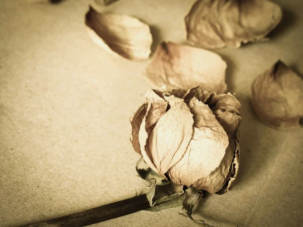 Dried rose (vintage effect) — Stock Photo, Image