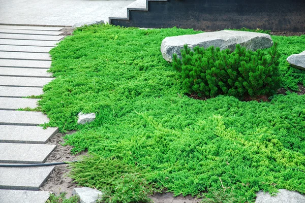 Backyard with landscaping. — Stock Photo, Image