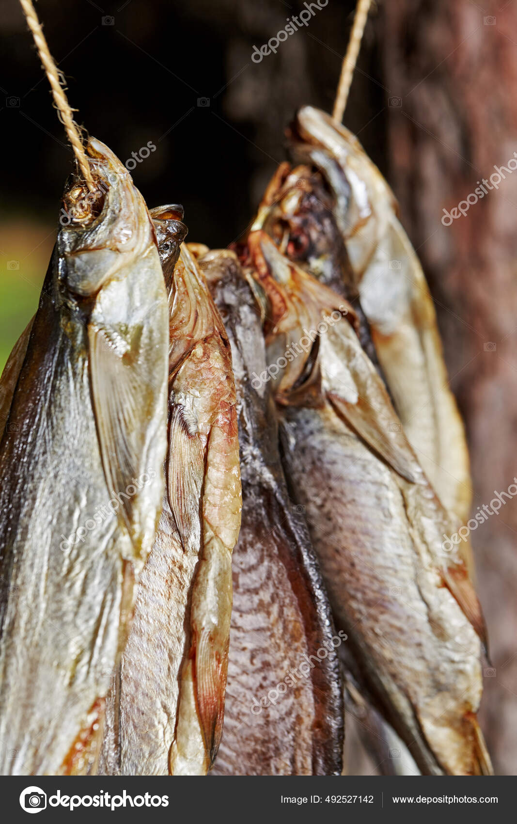 Крупный План Сушеной Тараканьей Рыбы, Висящей На Веревке На Ветке.