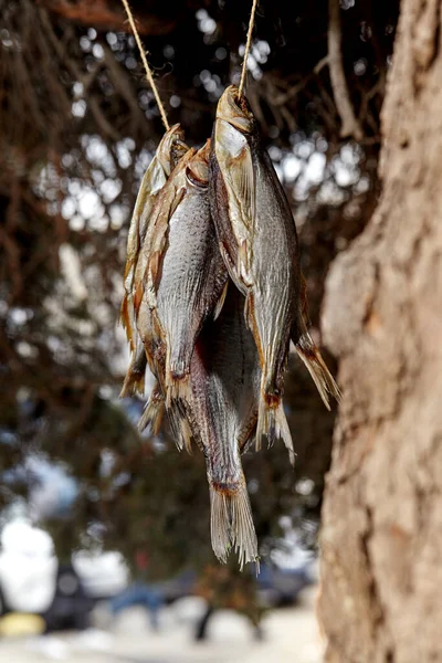 Dried salted roach fish hanging on rope on tree branch