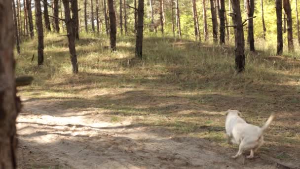 Kuning labrador belajar untuk membawa tongkat ke pemilik di berjalan — Stok Video