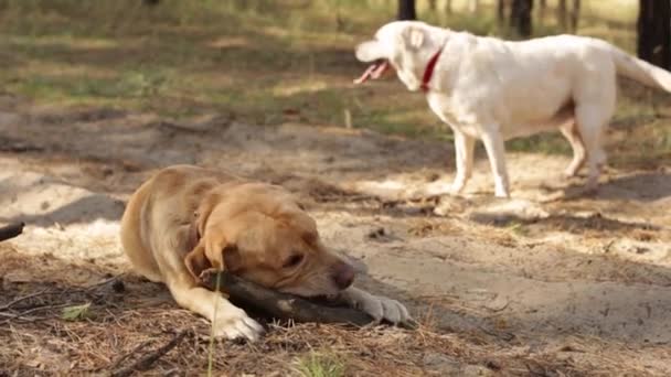 Dva dospělí labrador retrievers hrát v parku na podzim — Stock video