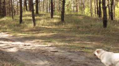 Oyuncu sarı labrador toplayıcıları ormanda yürürken sopa peşinde koşarlar.