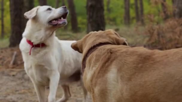 Due labrador gialli attivi che inseguono il bastone nella foresta autunnale — Video Stock