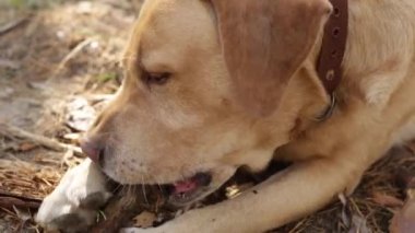 Mutlu altın labrador av köpekleri dışarıda odun kemiriyor.