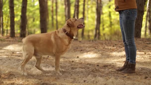 Vinka labrador retriever snurrar runt på kommando av kvinnlig ägare — Stockvideo