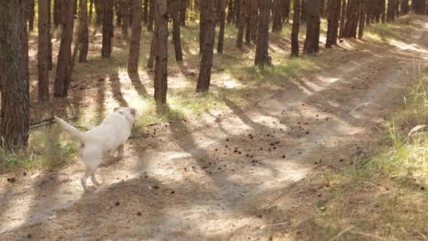 Recuperador labrador amarillo corriendo por sendero en bosque de pinos — Vídeos de Stock