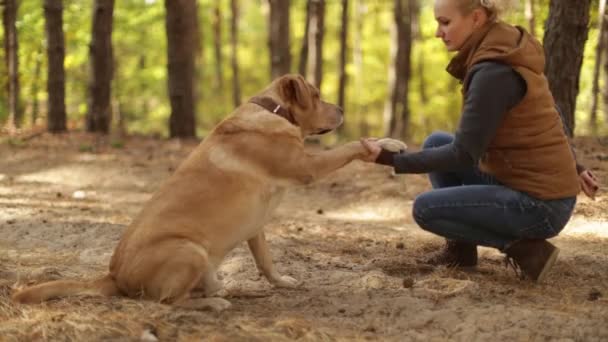 Manipuladora de perros enseñando labrador retriever a dar pata — Vídeos de Stock