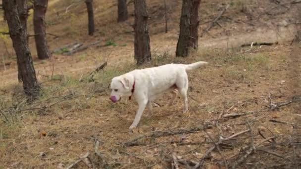 Sarı labrador dişisi sonbahar çam ormanlarında yürüyüş yapıyor. — Stok video