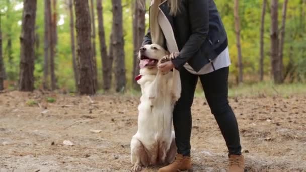 Donna accarezzando giocoso labrador giallo retriever all'aperto — Video Stock