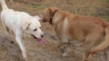 İki labrador toplayıcısı kadın sahibiyle ormanda yürüyor.