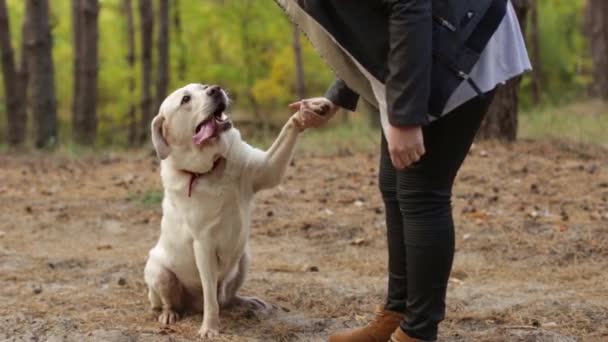 Hvid labrador retriever giver pote til kvindelig ejer på gåtur – Stock-video