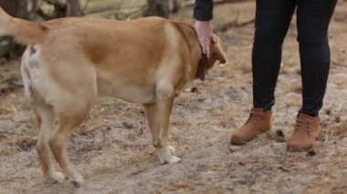 Fawn Labrador Retriever komutları takip ederek otur ve yürürken pençe ver