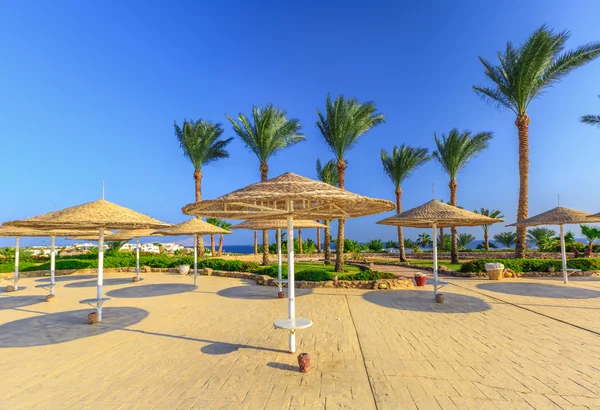 Соломенные зонтики и шезлонги на прекрасном тропическом пляже . — стоковое фото