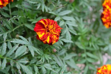 Kadife çiçeği Fransa çiçek